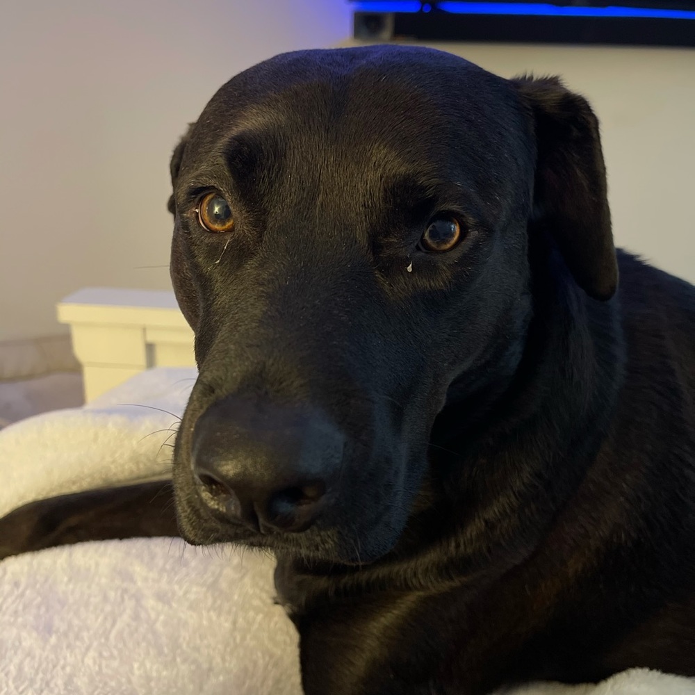 Meet your Posher, Corey